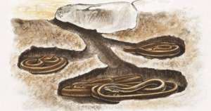 女生殖器結(jié)構(gòu)圖(首次發(fā)現(xiàn)：雌蛇也有人類生殖器官它究竟有何用？被發(fā)現(xiàn)有何價(jià)值)