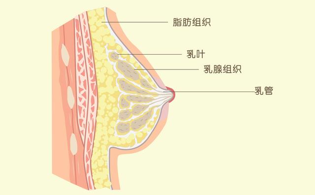 原來女生的胸部形狀有那么多種？東亞女性胸部偏小真是基因所致？