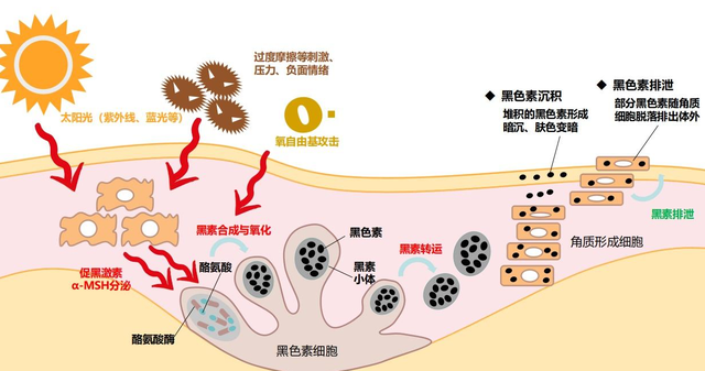 女性私處顏色深，是性生活多了？別被男人“洗腦”了