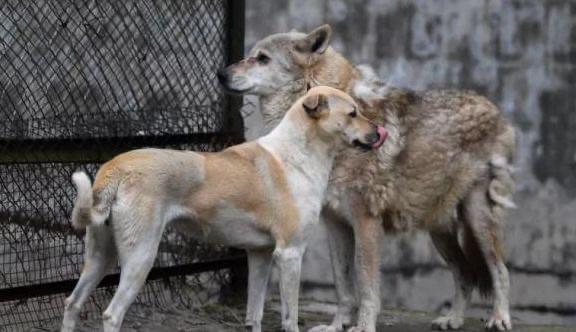 武漢一動物園母狗公狼相伴5年,飼養員:純友情!它們能交配嗎?