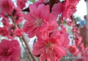 形容女人漂亮的詞語(女人花，女人嬌艷如花，用一種花形容不同年齡的女人。)