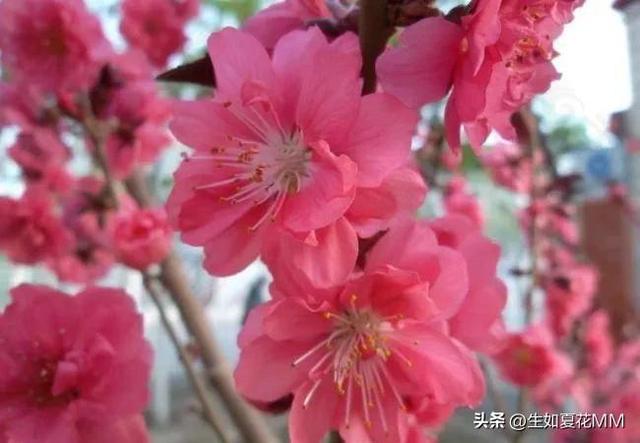 女人花,女人嬌艷如花,用一種花形容不同年齡的女人。
