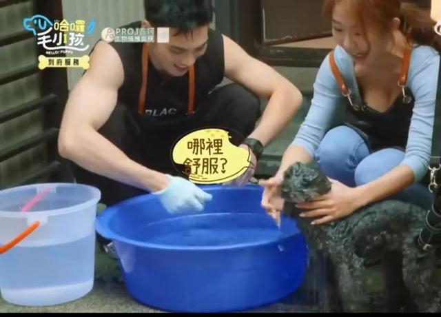 臺綜女星給狗洗澡,卻被頻繁拍胸部,畫面多次走光,網友:故意的
