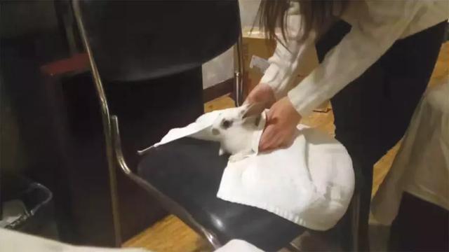 “只要敢踩,錢是分分鐘的事”,揭秘美女虐殺動物定制販賣產業鏈
