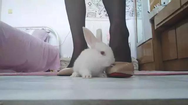 “只要敢踩,錢是分分鐘的事”,揭秘美女虐殺動物定制販賣產業鏈